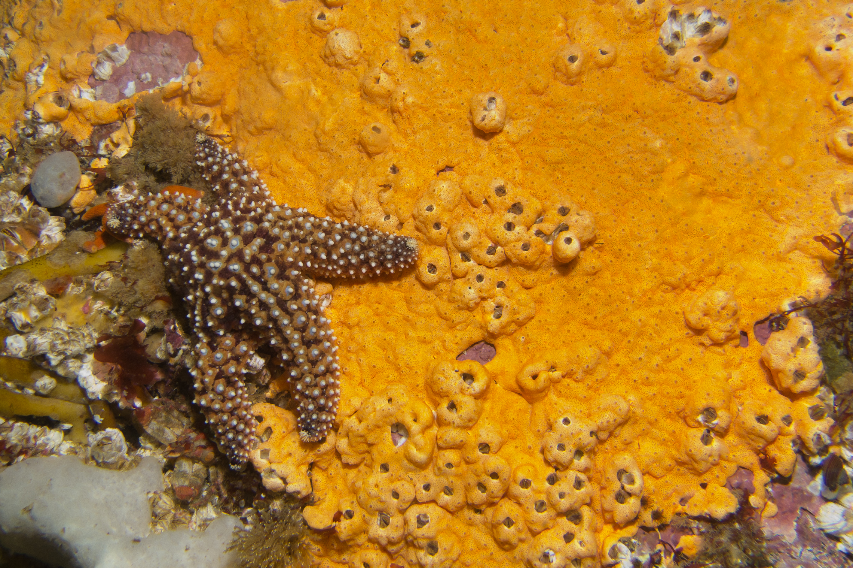 Pisaster giganteus - Wikipedia