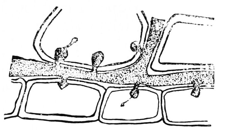 File:PSM V42 D662 Section of leaf showing mycelium of fungus.jpg