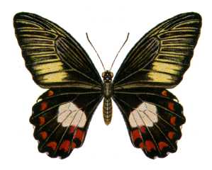<i>Papilio ambrax</i> Species of butterfly