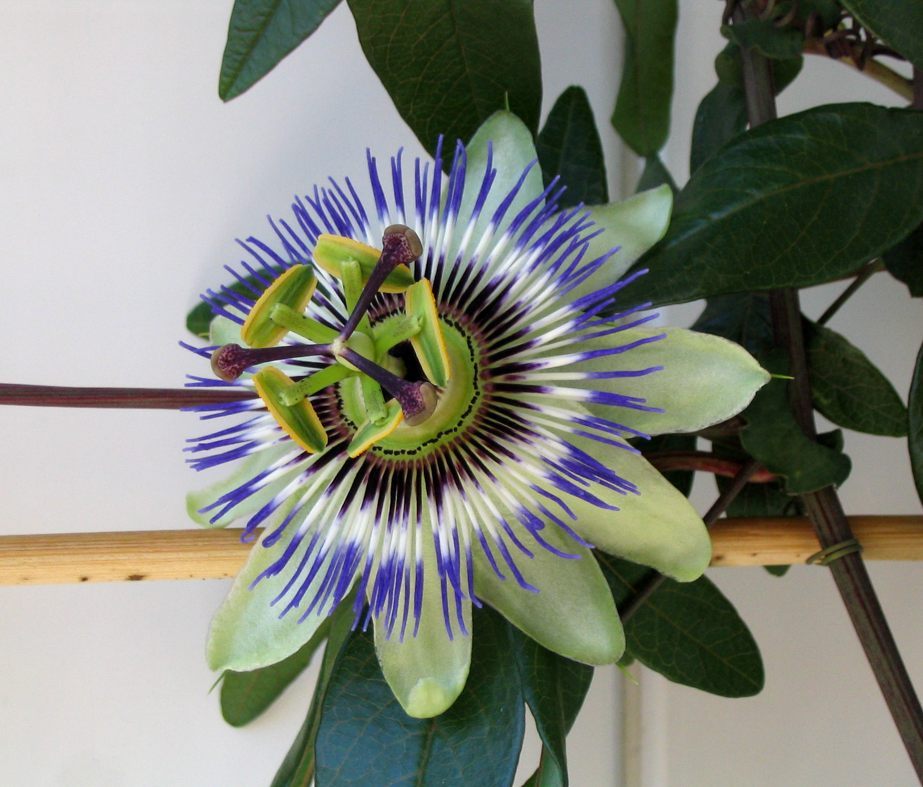 Passiflora caerulea — Wikipédia