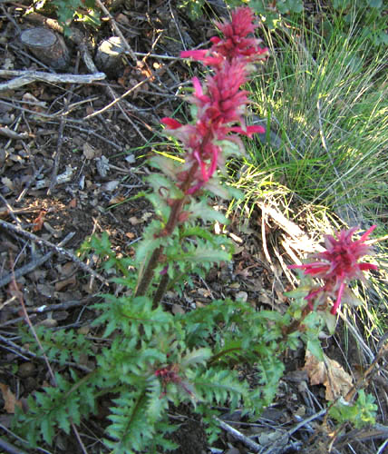 File:Pedicularis densiflora.jpg