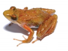 Phrynobatrachus bibita female