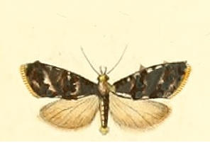 <i>Phtheochroa duponchelana</i> species of insect