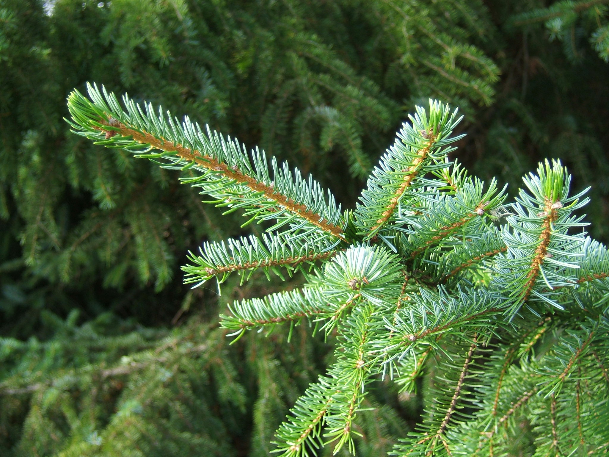 Ели де. Ель Сербская Оморика. Ель Picea omorika. Ель Сербская хвоя. Picea omorika Radloff.