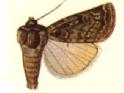 Porosagrotis satiens.JPG