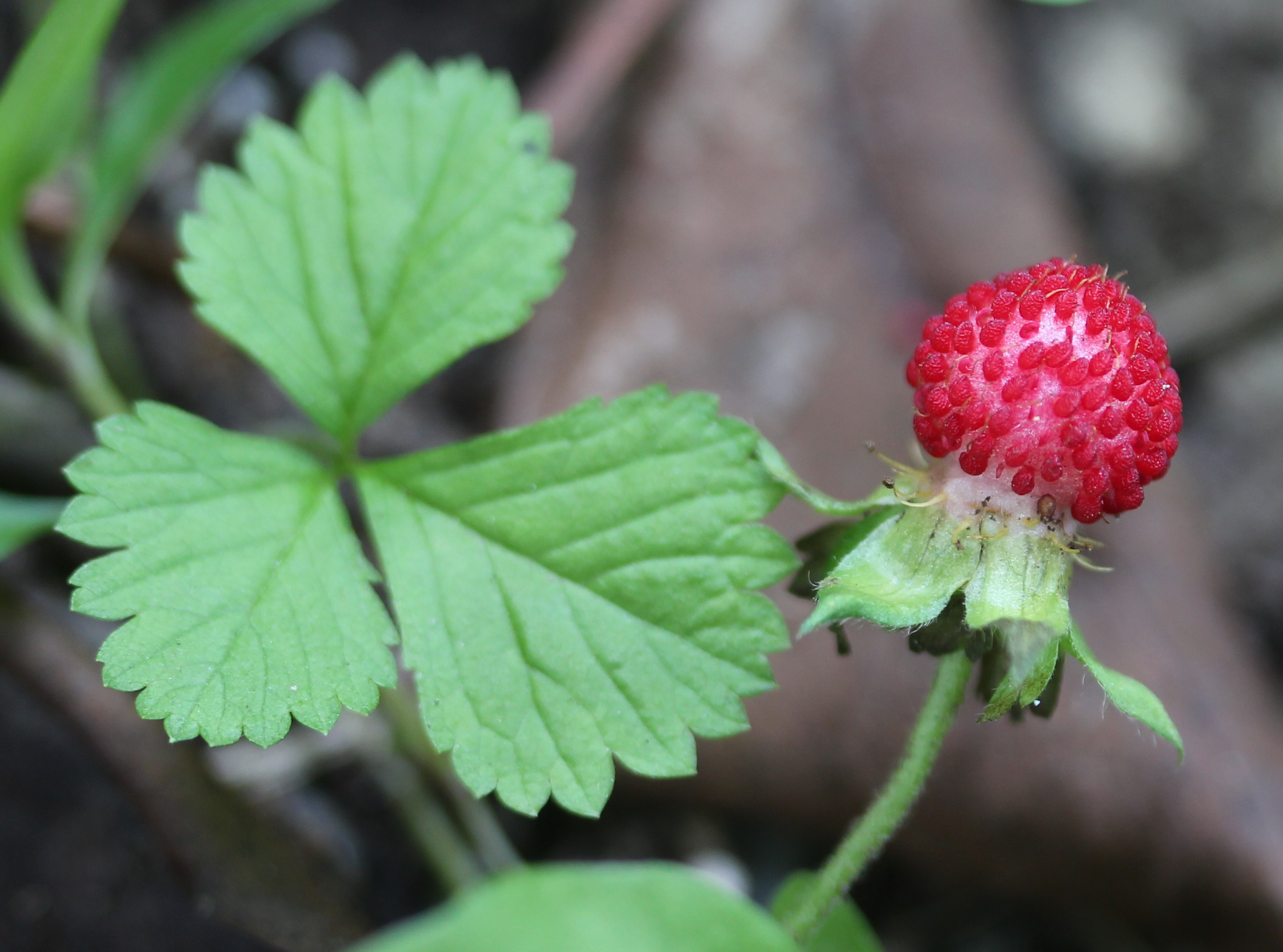 File Potentilla Hebiichigo Jpg Wikimedia Commons