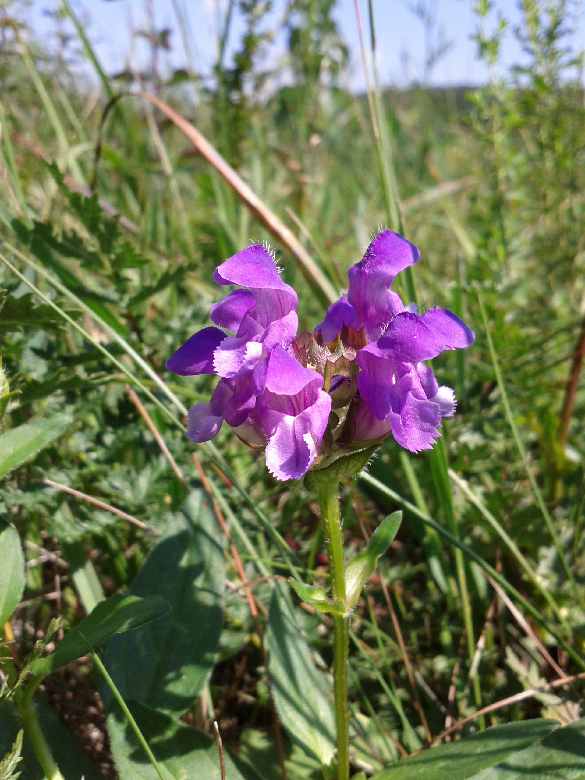 Prunella_grandiflora_sl1.jpg