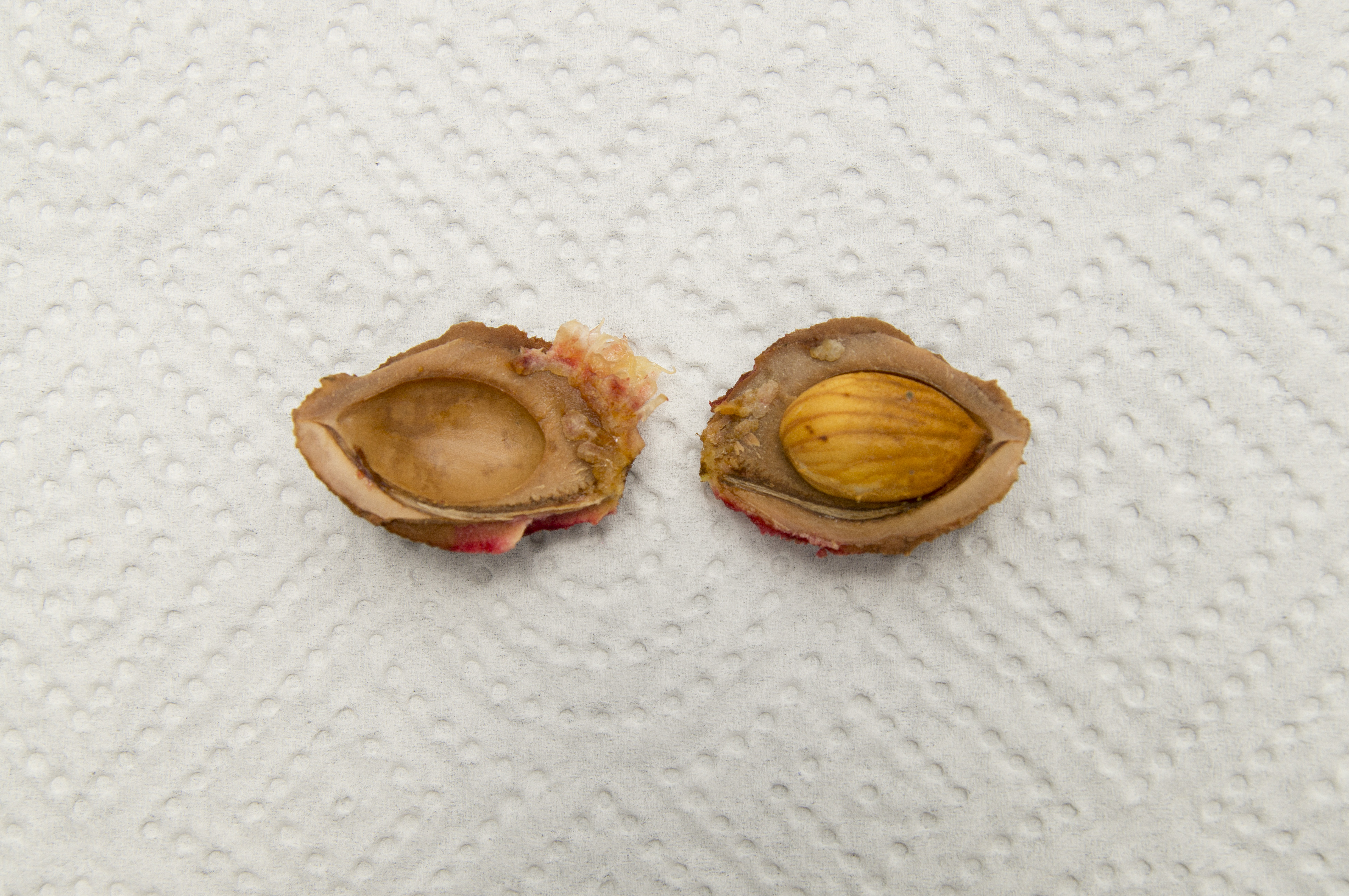 prunus persica seed