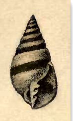 <i>Milda cincta</i> species of mollusc