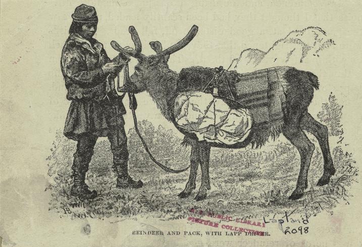 File:Reindeer and pack, with Lapp driver.jpg