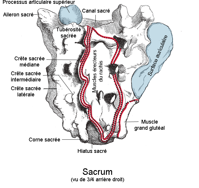 sacrum