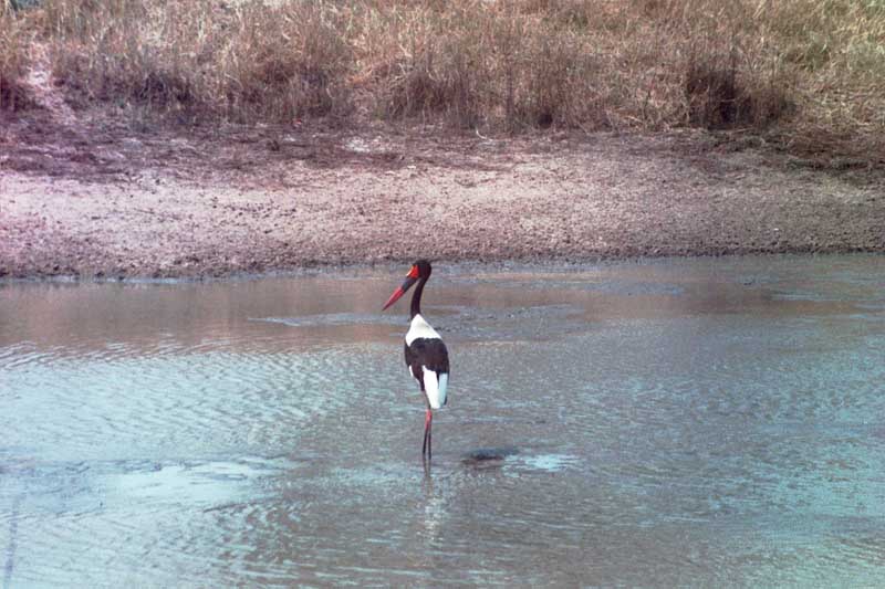 File:Saddlebilled stork in the KNP.JPG