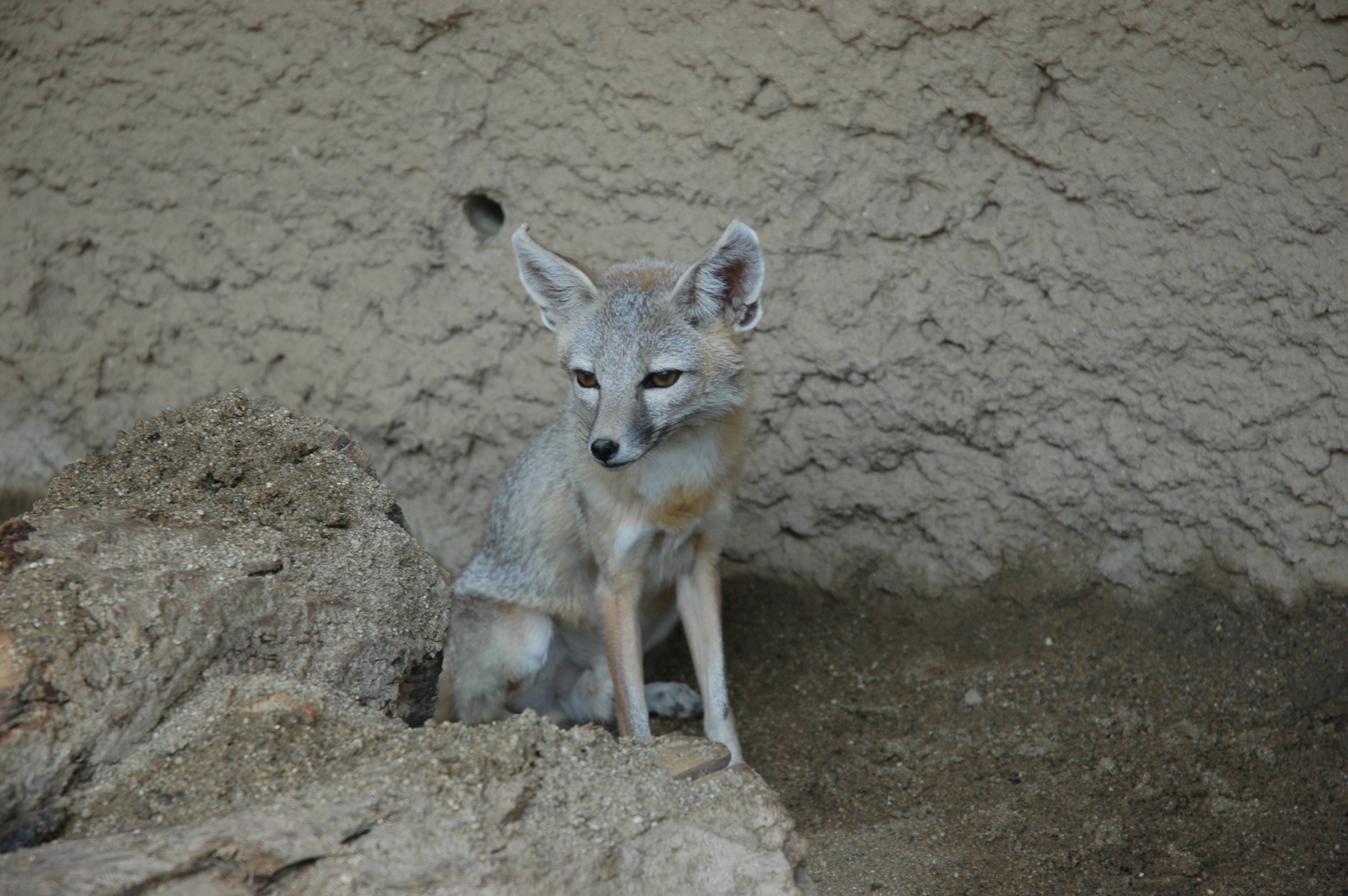 Американская лисица. Следы Vulpes Vulpes на земле. Carina Vulpes модель. North American Desert animals.