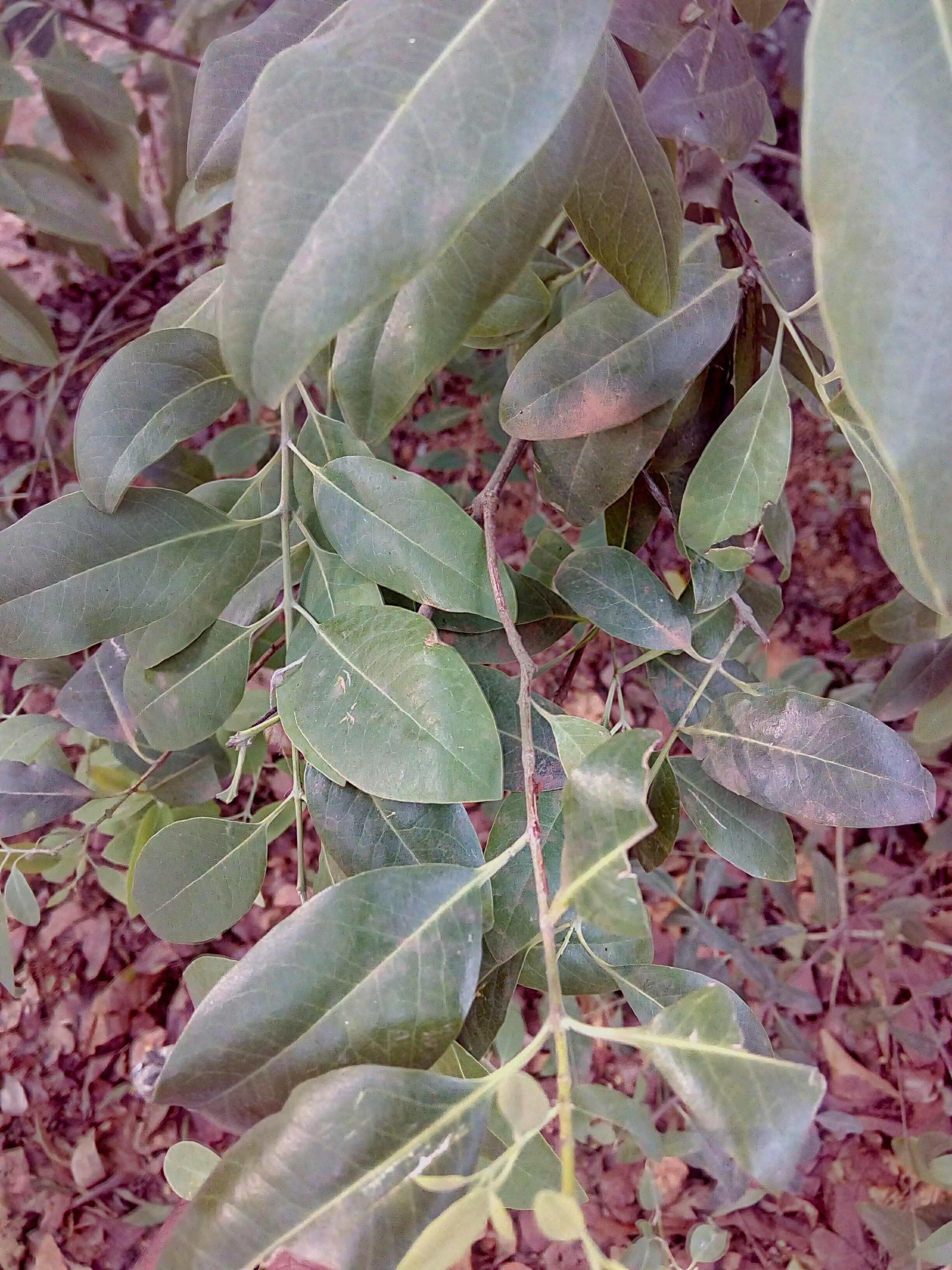 Well Drained Green White Sandalwood Plants, For Plantation at best price in  Buldana