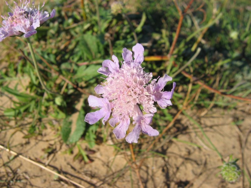 File:Scabiosa columbaria.jpeg