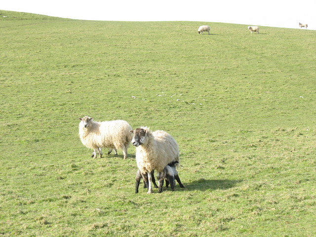 File:Sheep on Parc Pentir - geograph.org.uk - 375034.jpg