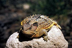 File:Short Horned Lizard.jpg