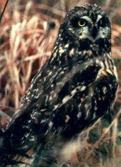 File:ShortearedOwl23.jpg