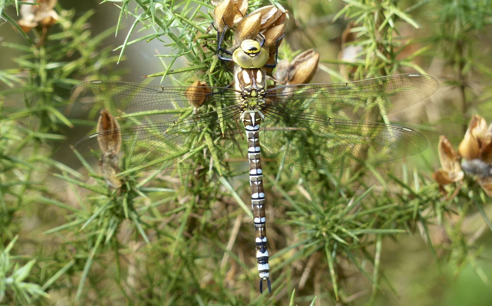 Norfolk Hawker Dragonfly.