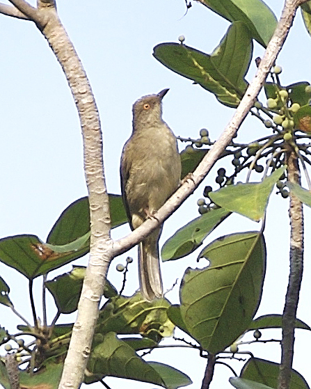 File:Spectacled Bulbul (Pycnonotus erythropthalmos) - Flickr - Lip Kee.jpg