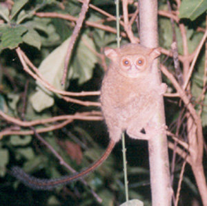 유령안경원숭이 (Tarsius tarsier)