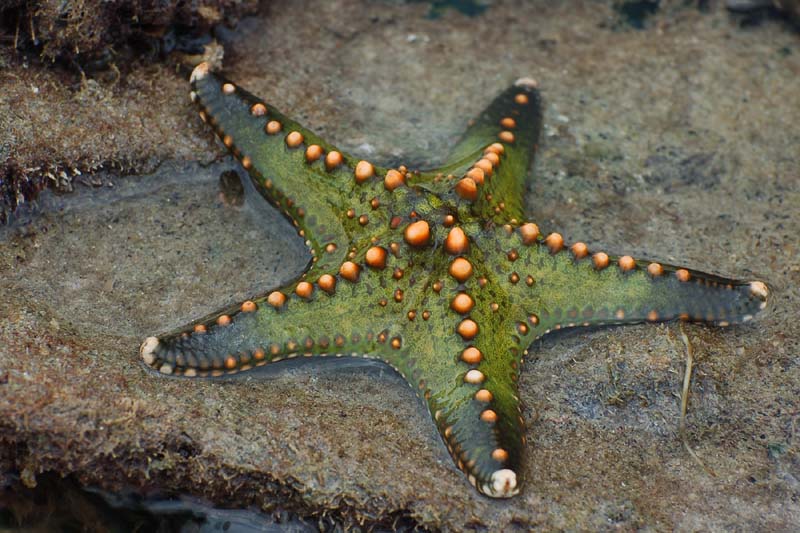 green sea star