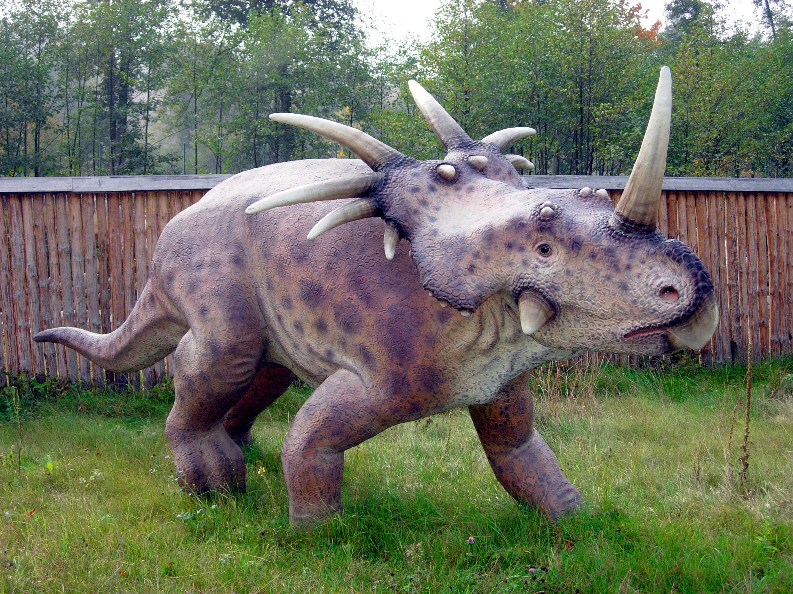 Styracosaurus Wikipedia