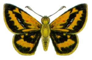 <i>Suniana sunias</i> Species of butterfly