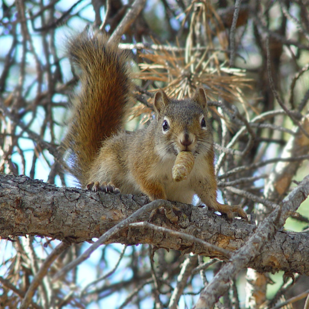 Squirrel Squirrel Hunting