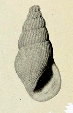 <i>Zebinella allemani</i> Species of gastropod