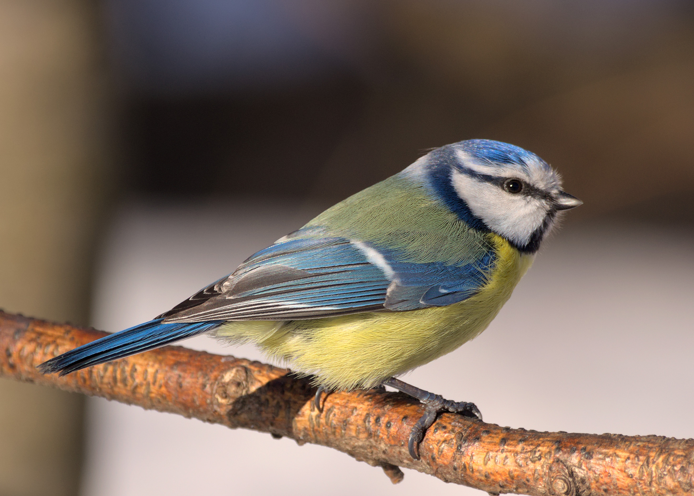 SWAROVSKI スワロフスキー 鳥 アオガラ blue tit-