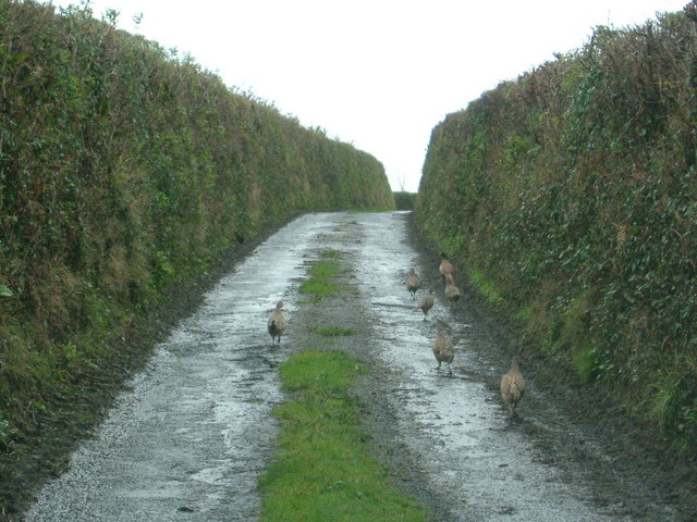 File:"Pheasant Walking" - geograph.org.uk - 358320.jpg