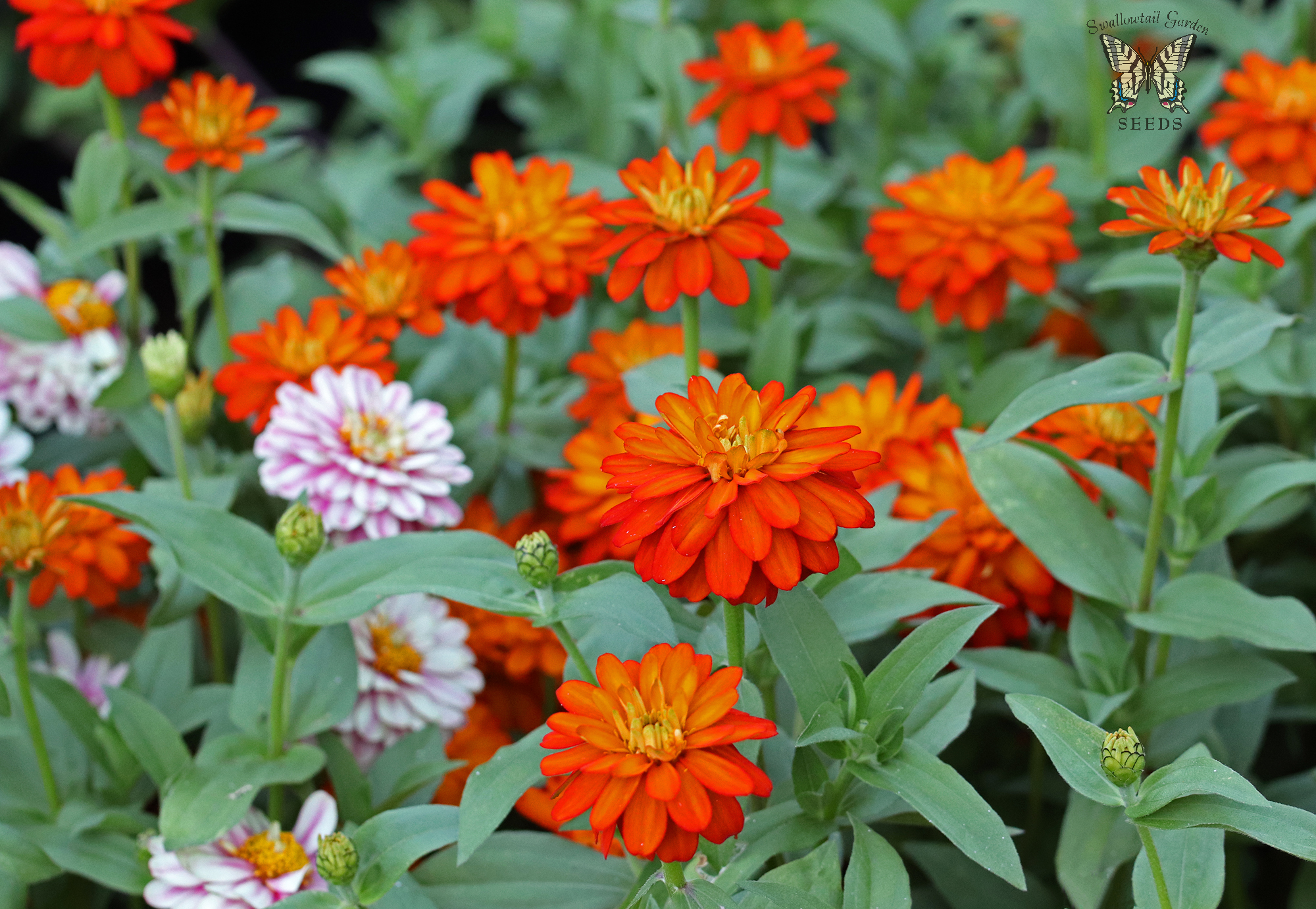 File Zahara Double Fire Zinnia Flickr Swallowtail Garden