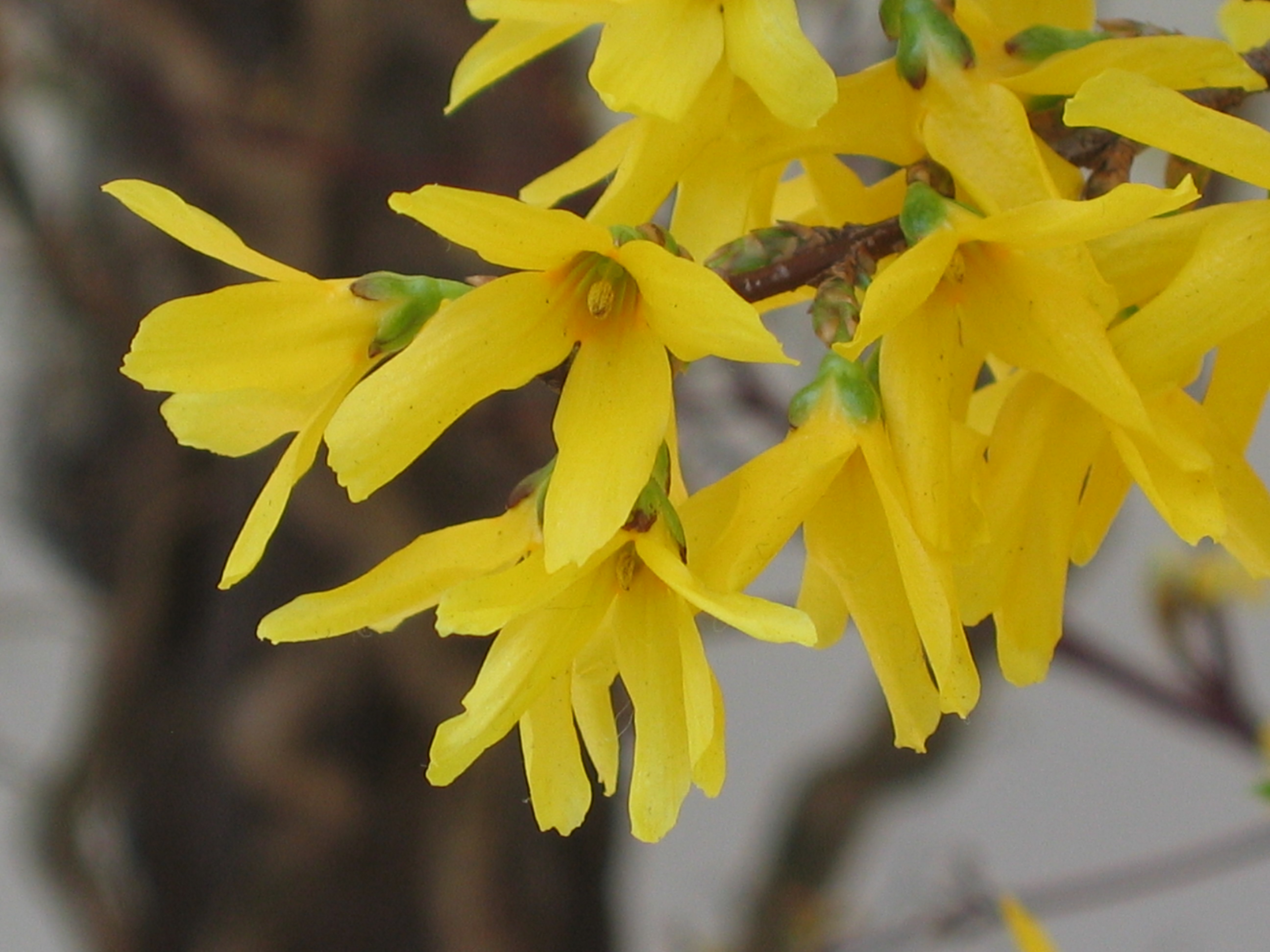 Forsythia suspensa