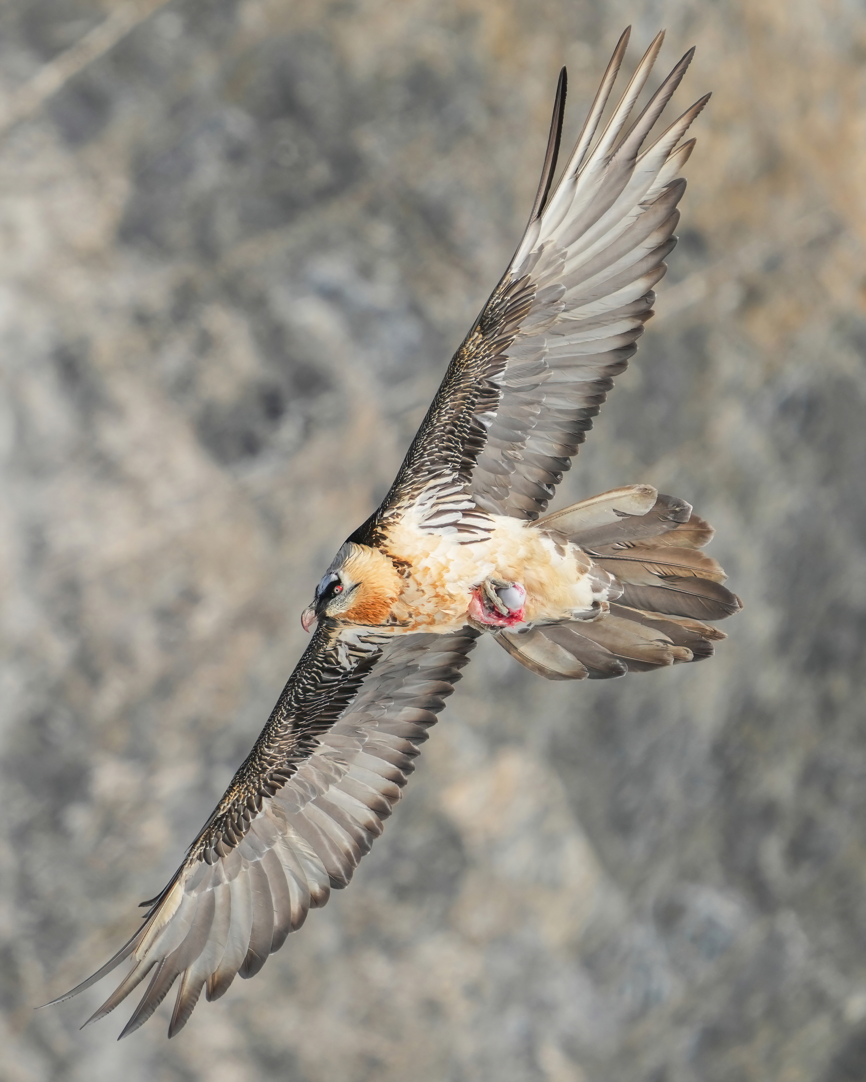 Discovery Channel UK on X: With a two-metre wingspan, the harpy eagle is  one of the world's largest birds of prey. And what about those talons? As  big as bear claws!  /