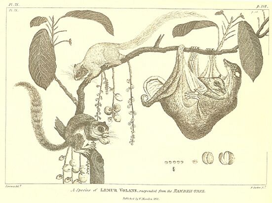 File:A SPECIES OF Lemur volans, SUSPENDED FROM THE RAMBEH-TREE.jpg