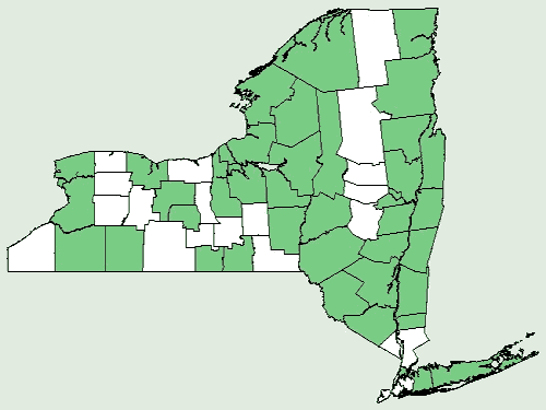 File:Agrimonia gryposepala NY-dist-map.png