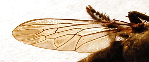 File:Ala Asilidae.JPG