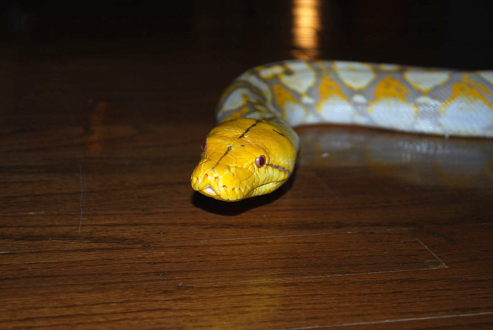 Pet python