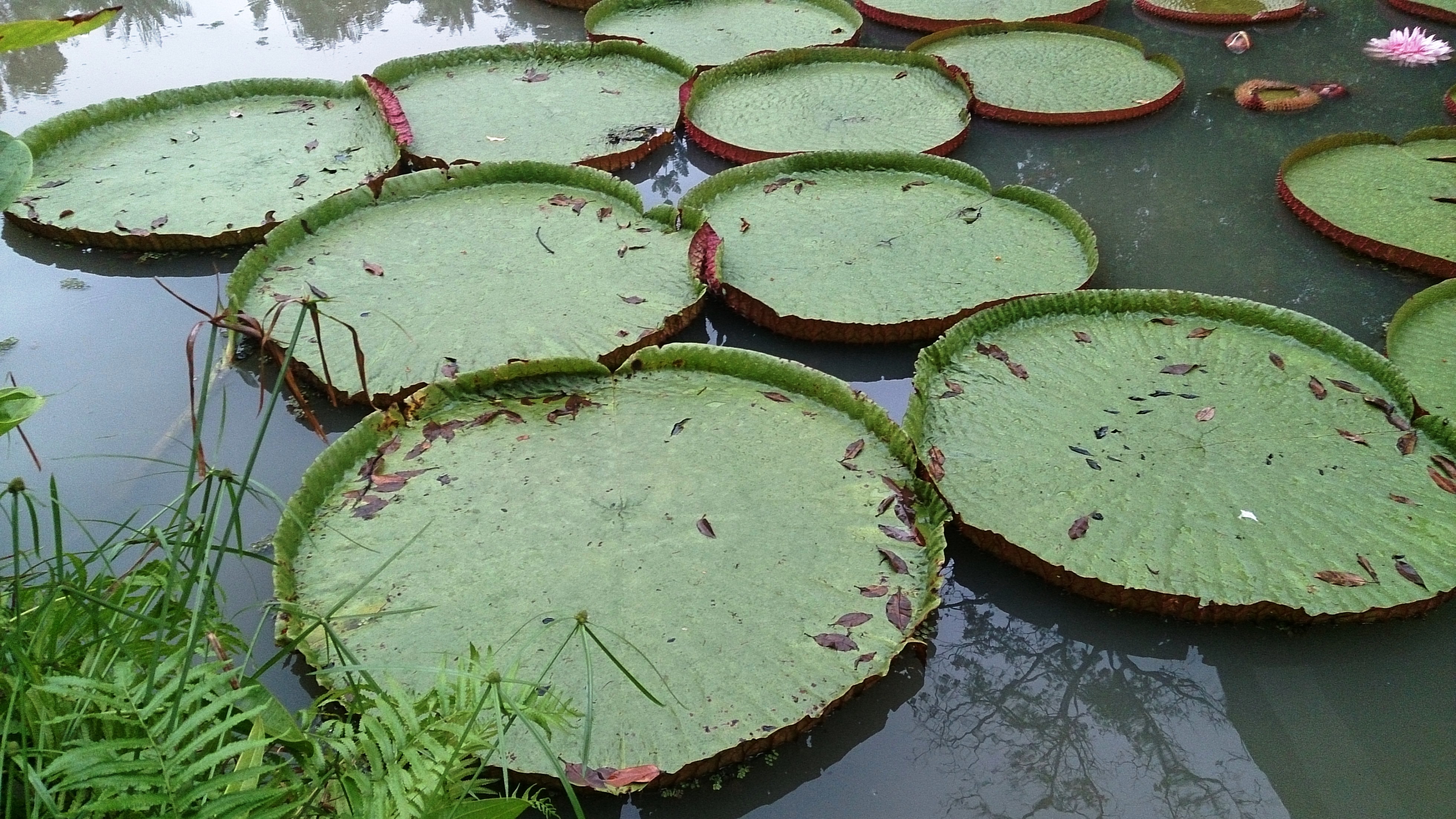 File Amazon Lily Pad 1 Jpg Wikimedia Commons