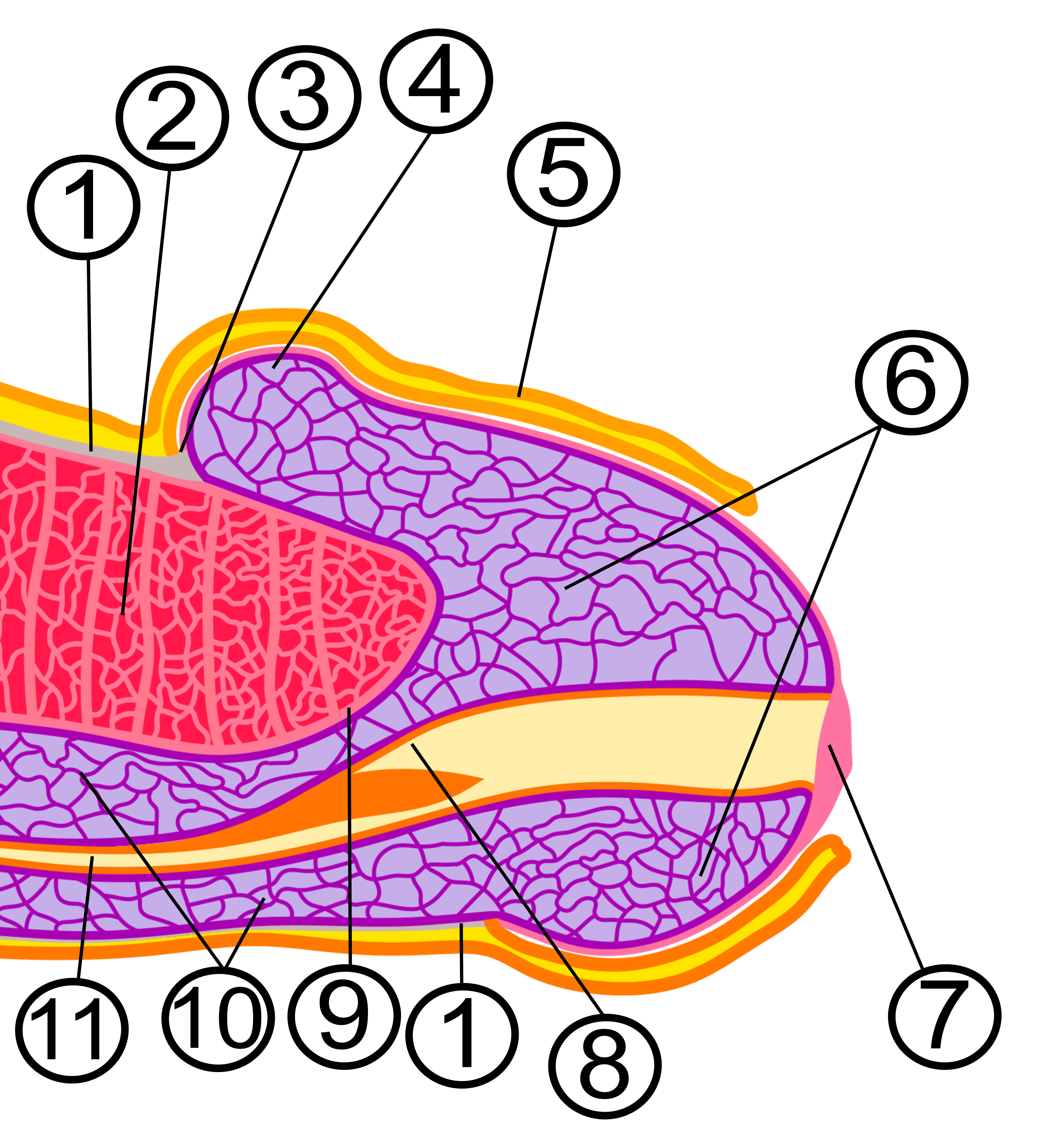 structura penisului uman)