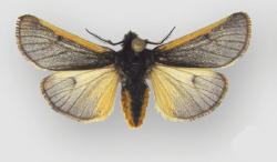 <i>Andesobia jelskii</i> Species of moth