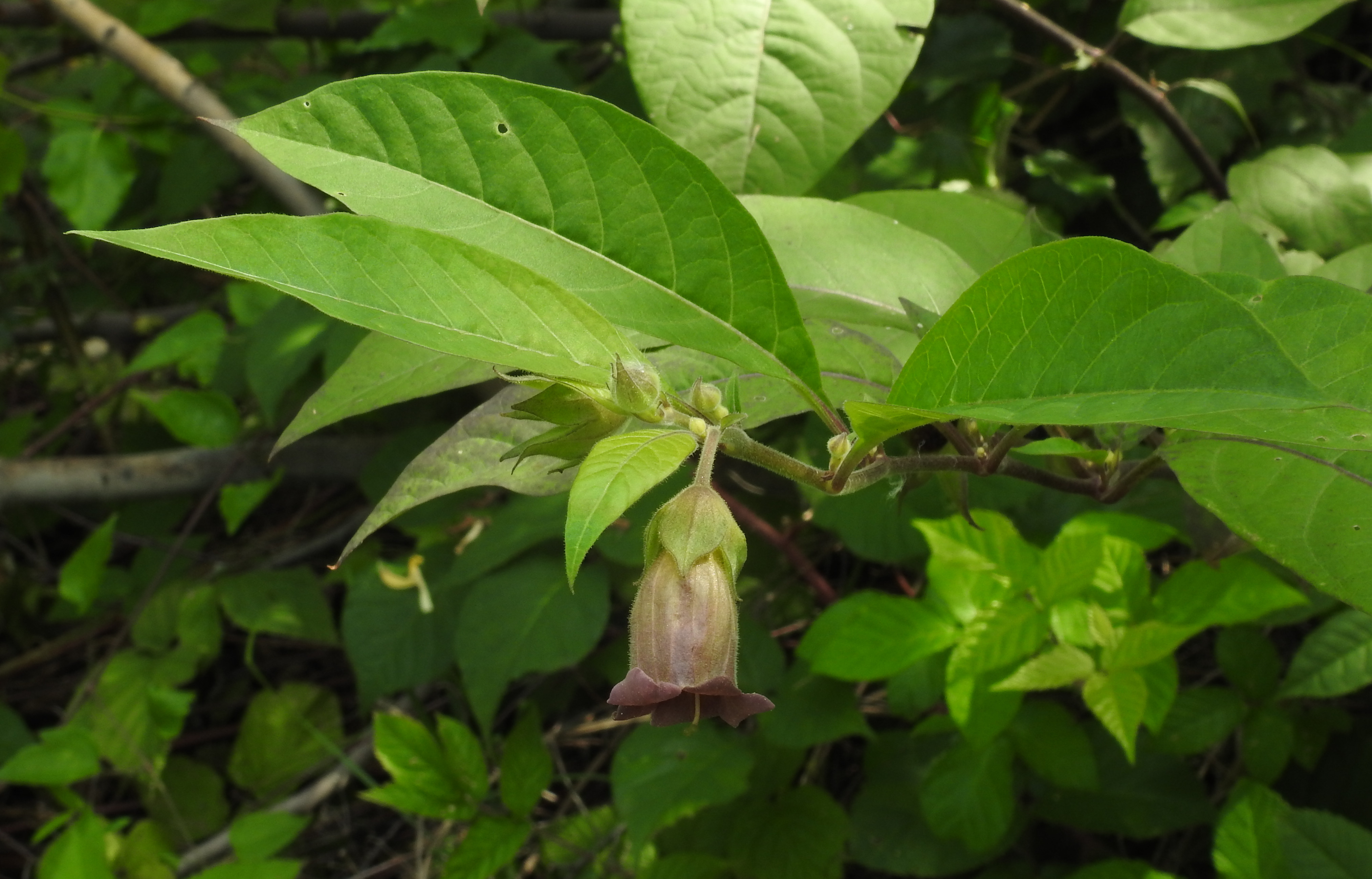 Atropa belladonna Wikipedia ting Việt