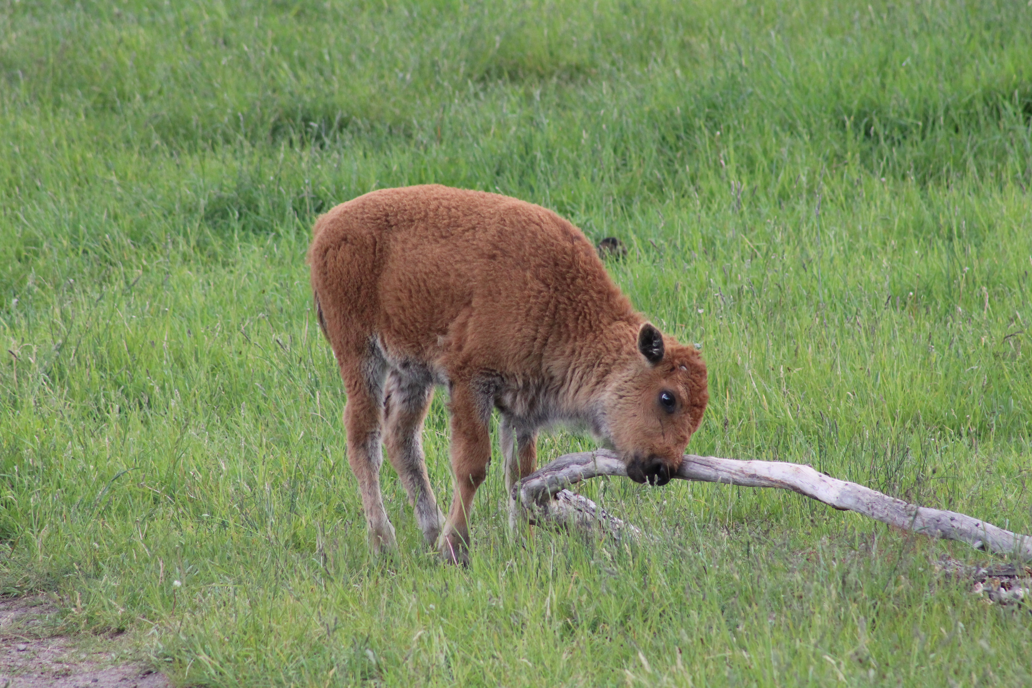 File:Baby Buffalo itching itself on - Wikimedia Commons