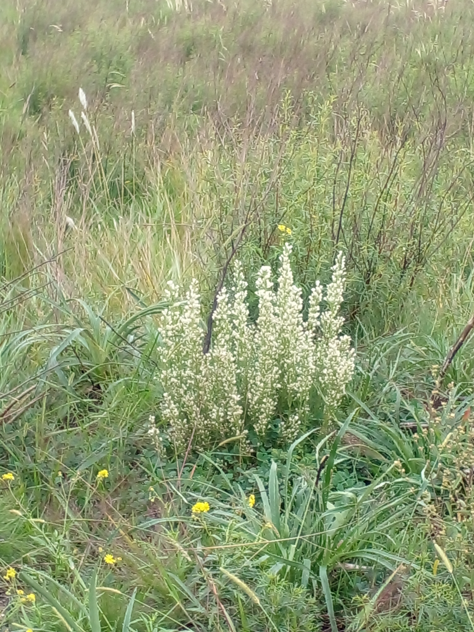 https://upload.wikimedia.org/wikipedia/commons/c/cf/Baccharis_coridifolia_195659303.jpg