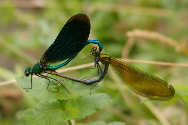 File:Beautiful Demoiselles mating - geograph.org.uk - 890683.jpg