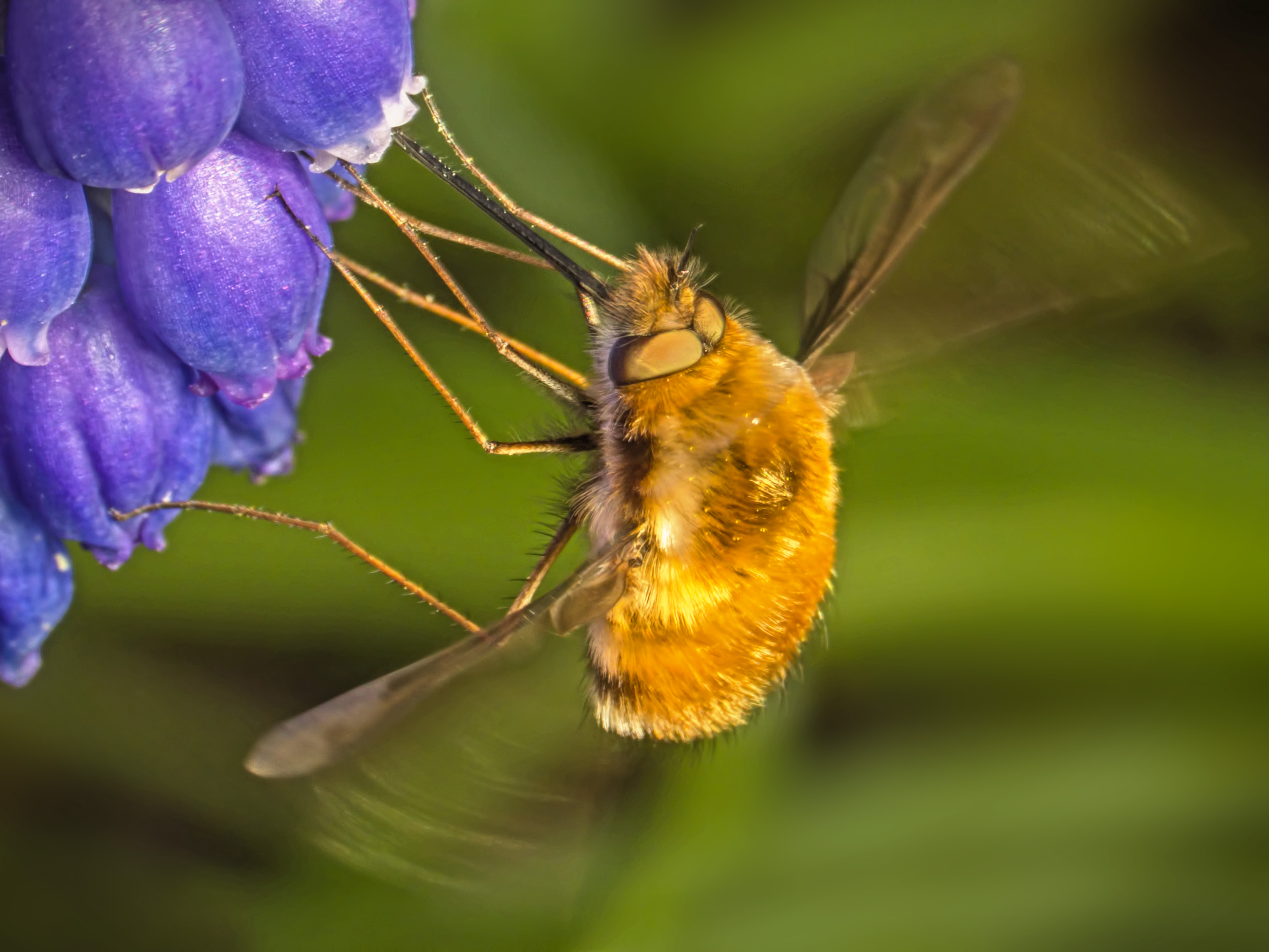 Bee flies