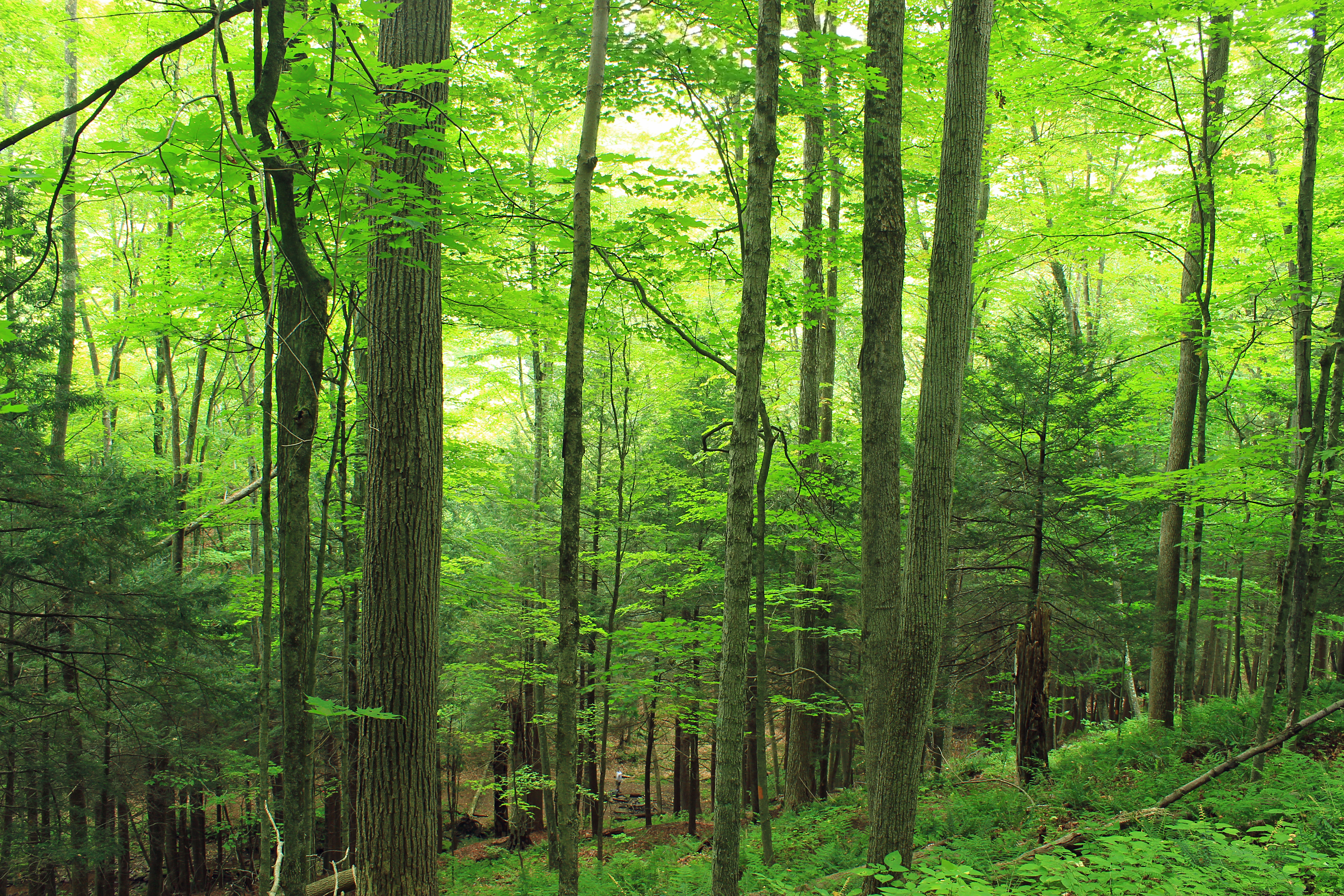 Смешанных и широколиственных лесов растительность животный мир