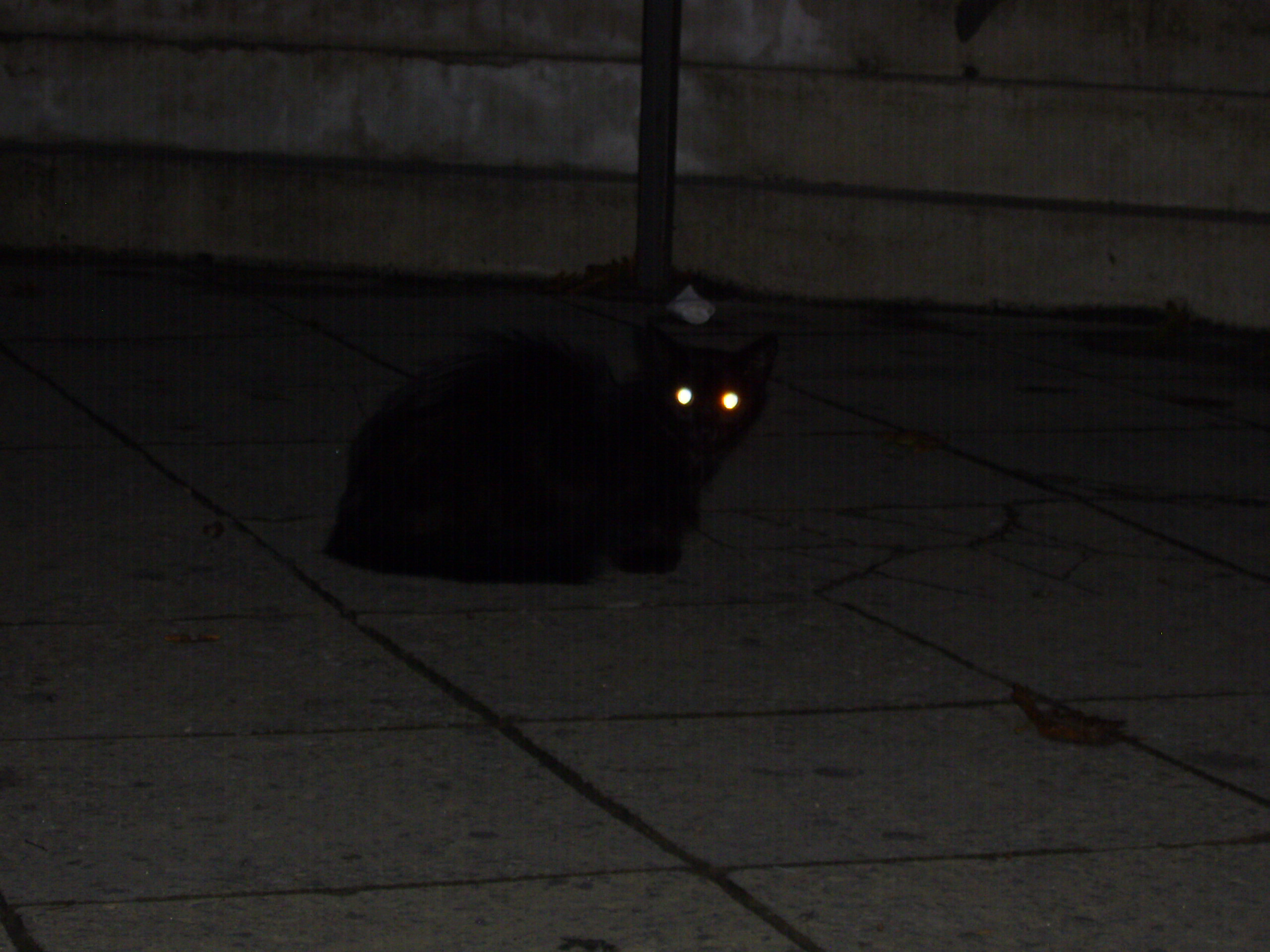 glowing cat eyes