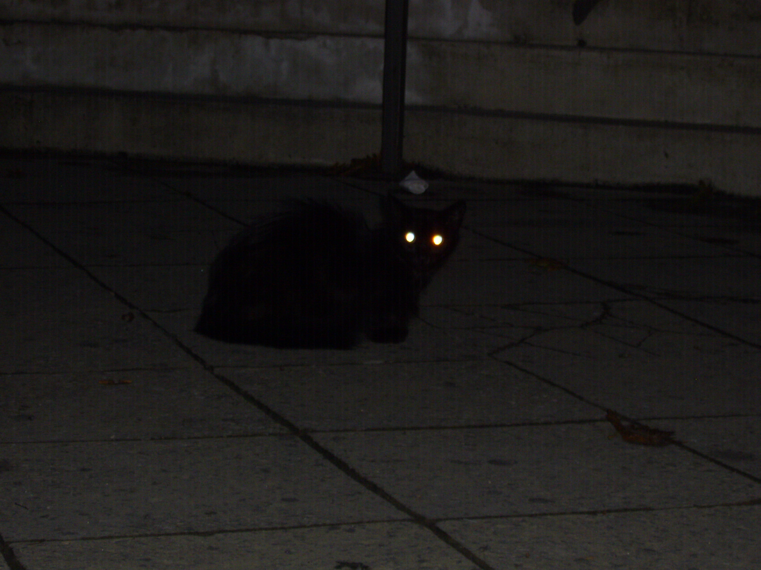 Black cat glowing eyes